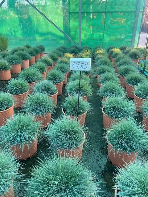 Hileras de Festuca glauca en vivero, listas para seleccionar