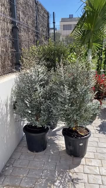Dos olivos en contenedor esperando su plantación en una terraza