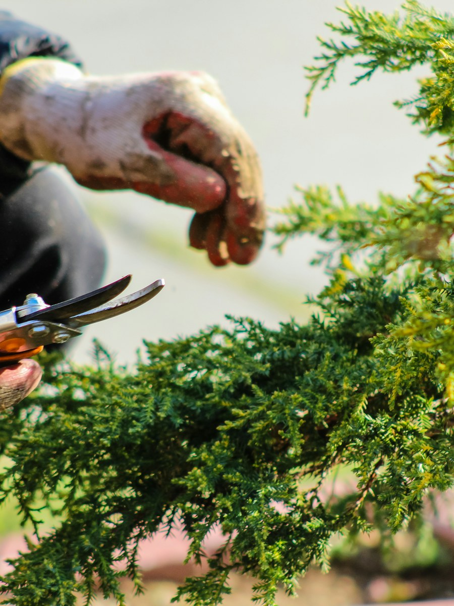 Manos con guantes podando un arbusto con tijeras de jardinería